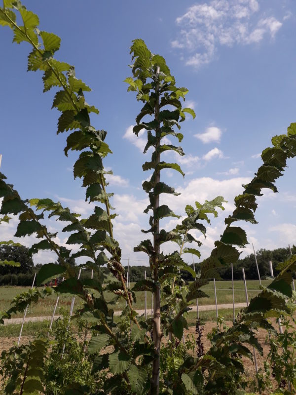 Lutece® ‘Nanguen’