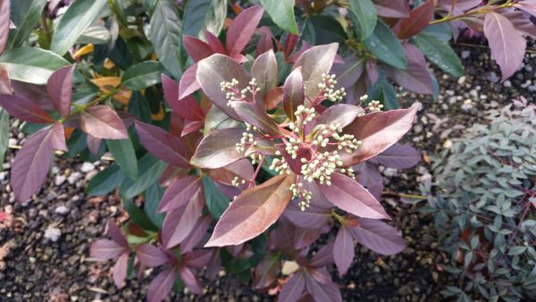 Odoratissimum 'Coppertop' ® brand 01