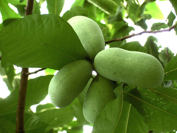 Triloba