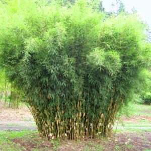 Robusta ‘Pingwu’
