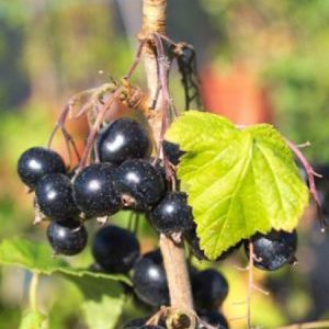 Noir de Bourgogne