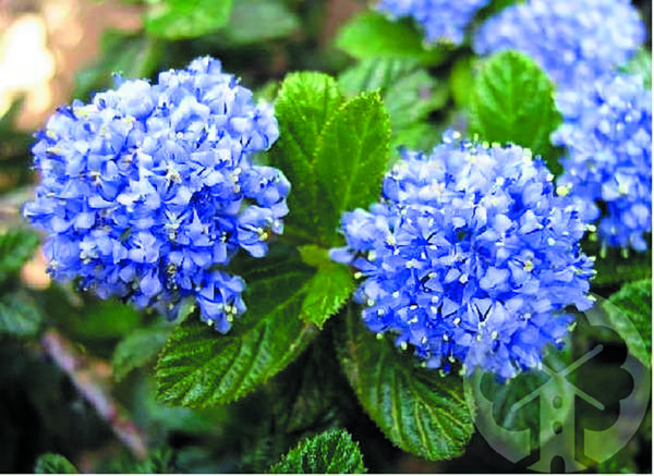 Thyrsiflorus repens