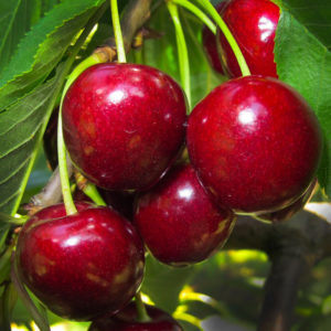 Cherry Baby (fruitality ®)