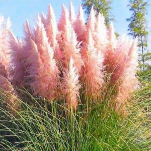 selloana  Pink Feather