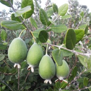Sellowiana