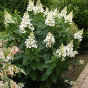 Paniculata ‘Kyushu’