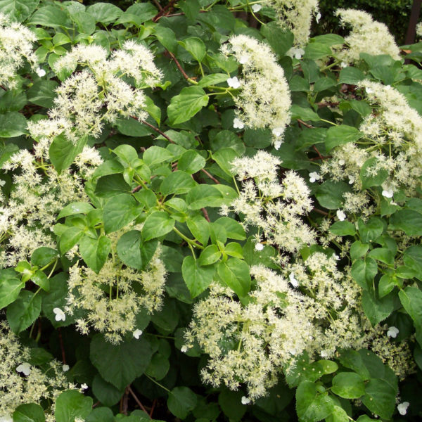 Petiolaris