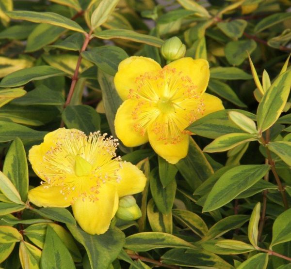 x moserianum Little mysstery ®