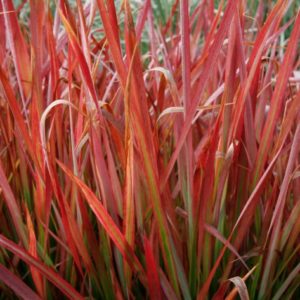 Cylindrica Red Baron