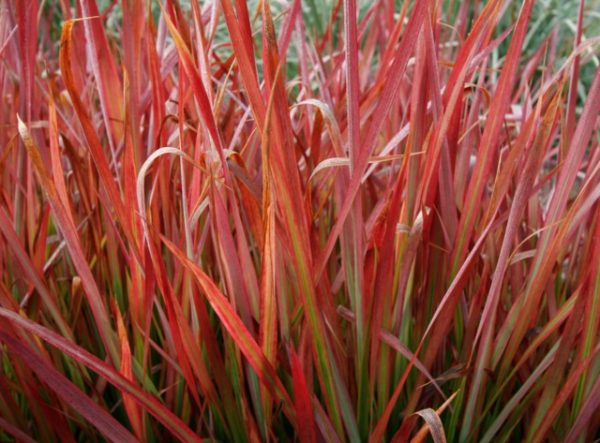 Cylindrica Red Baron