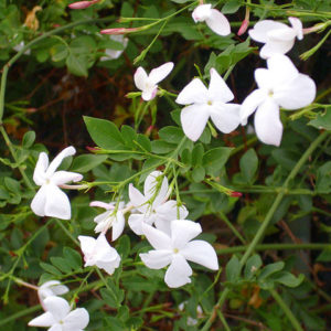 Officinalis (jasmin d’été