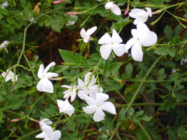 Officinalis (jasmin d'été
