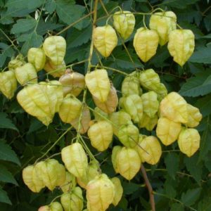 Paniculata