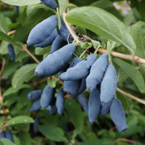 Caerulea(fruitality ®)