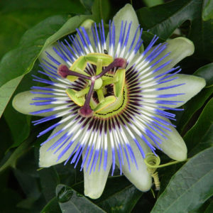 Edulis f. flavicarpa