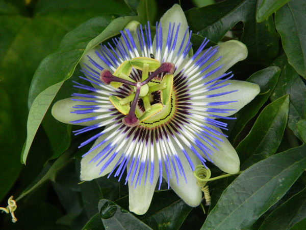 Edulis f. flavicarpa