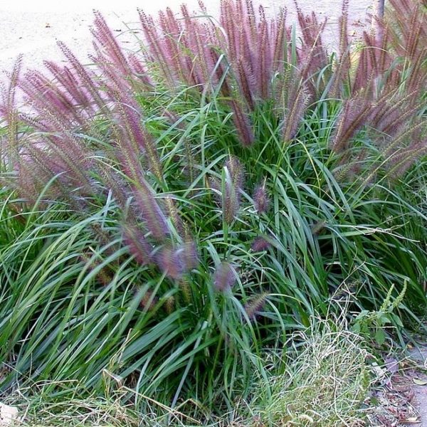 alopecuroides Moudry