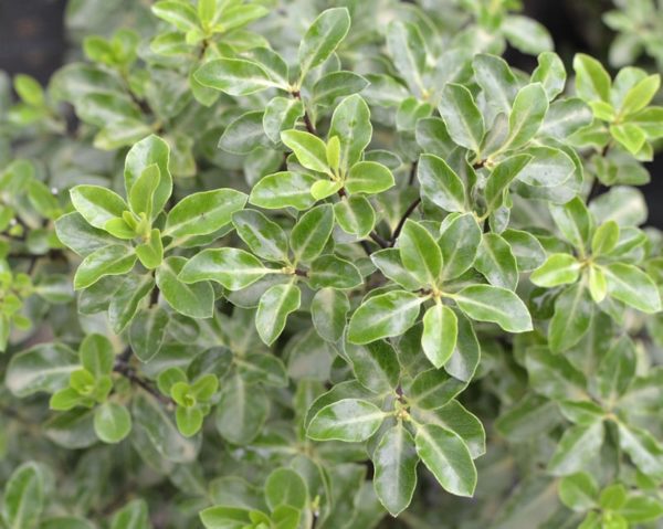 Tenuifolium 'Irène Paterson'