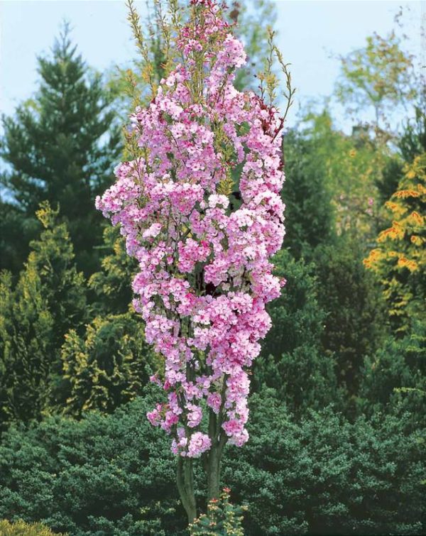 Serrulata ‘Amanogawa’