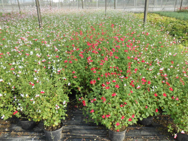 Microphylla Hot Lips