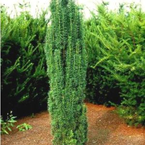 Taxus baccata ‘Fastigiata Robusta’