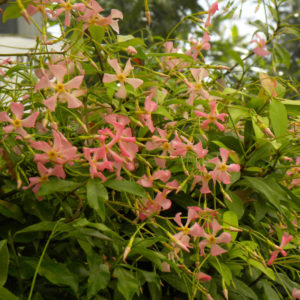 Asiaticum ‘Pink shower