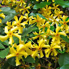 Star of Toscane® Selbra