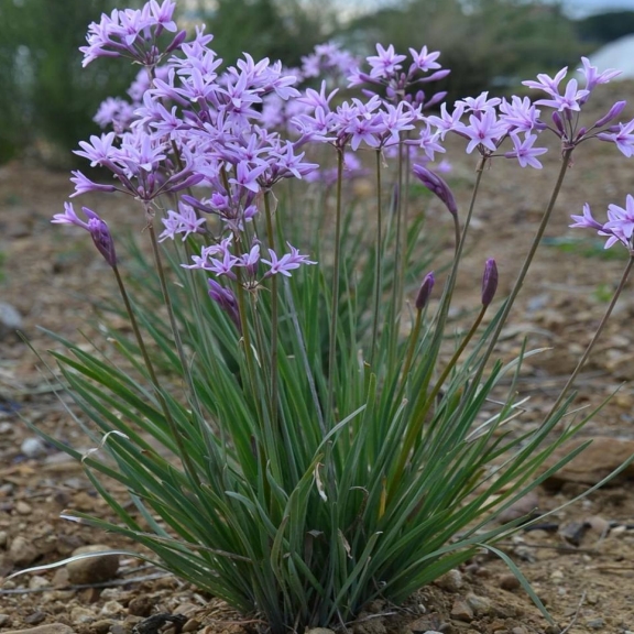 Violacea