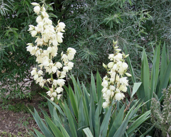 Filamentosa