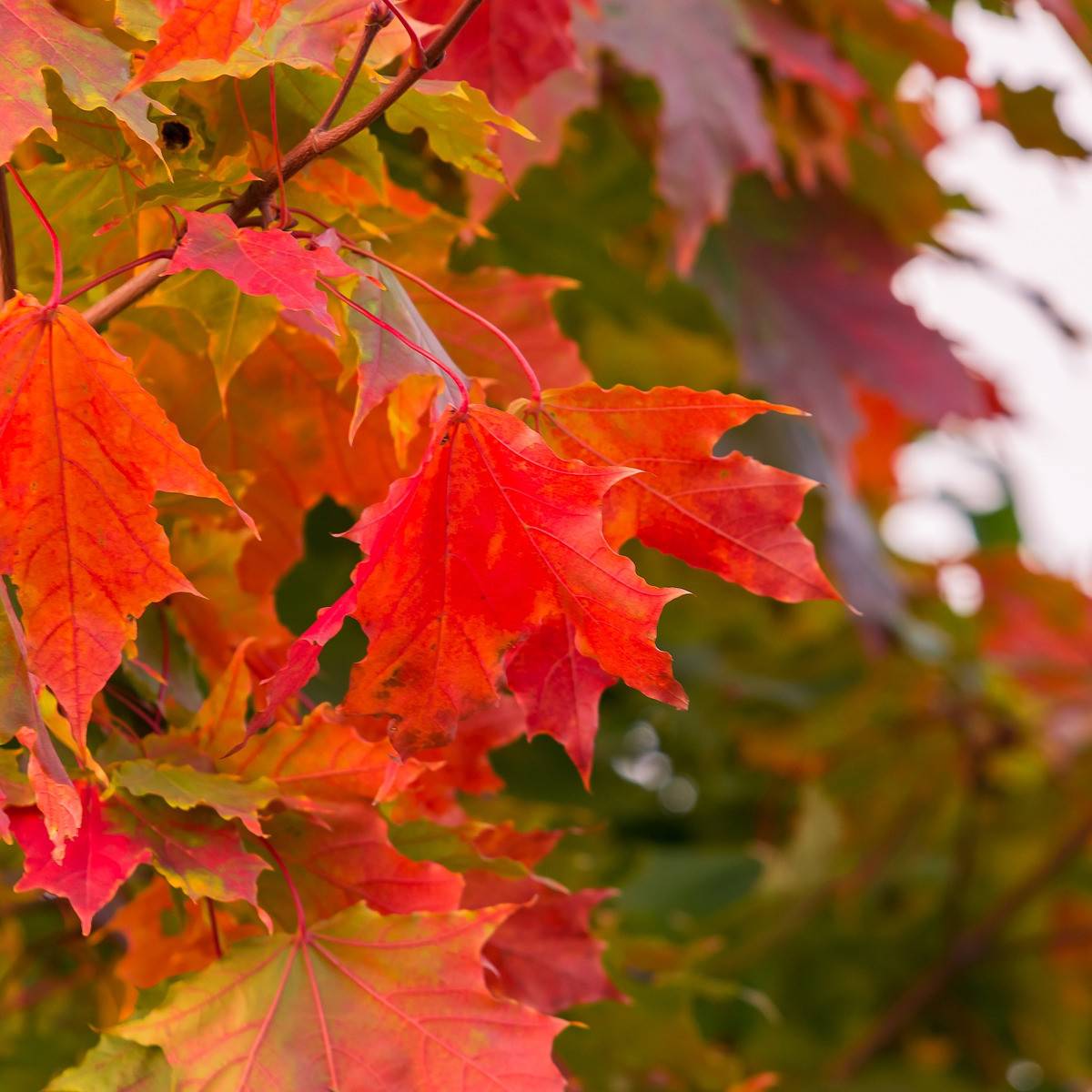 Rubrum ‘October Glory’