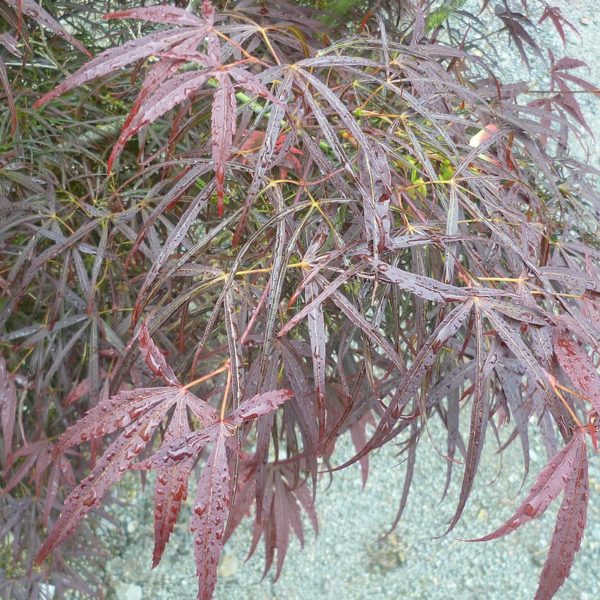 Palmatum 'Dissectum Garnet'
