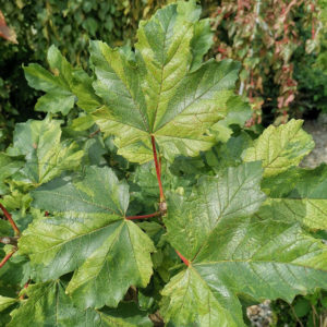 Pseudoplatanus ‘Erectum’