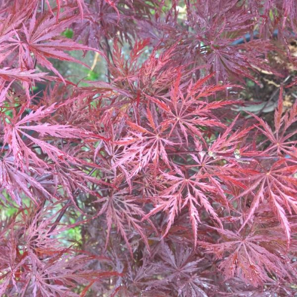 Palmatum Crimson Queen