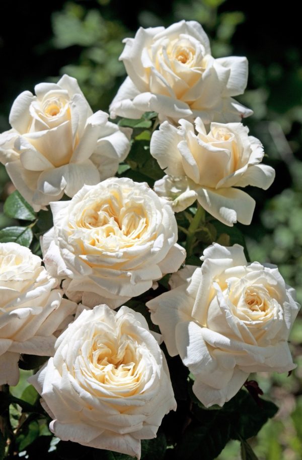 ARIANE DE ROTHSCHILD ® Laparia