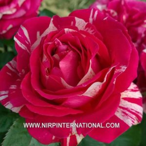 ART ROSE ® Nirpbrande