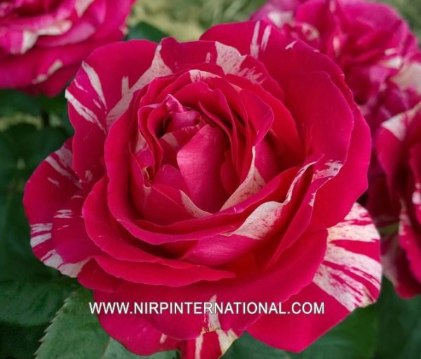 ART ROSE ® Nirpbrande