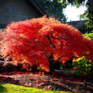 Palmatum ‘Orange dream’