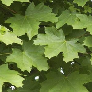 Platanoïdes ‘Farlake’s Green’