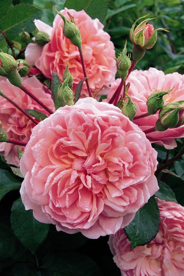 ANNE BOLEYN ® Ausecret