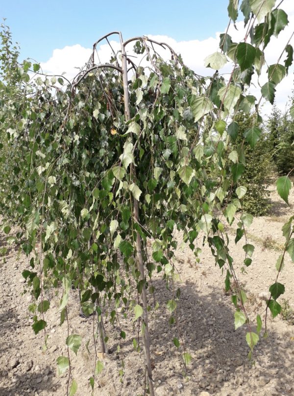 Pendula ‘Youngii’