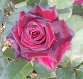 BLACK BACCARA ® Meidebenne