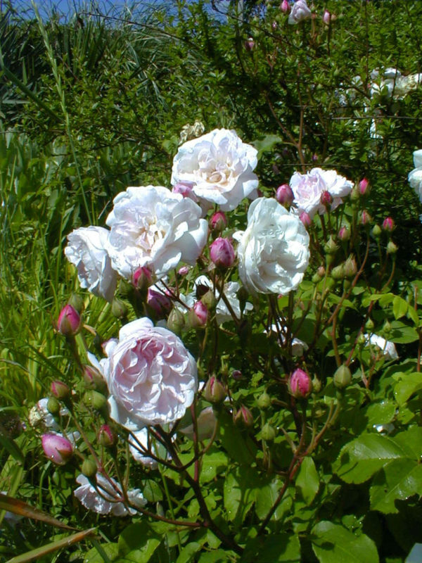BLUSH NOISETTE