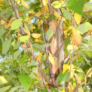 Pendula ‘Nigra’