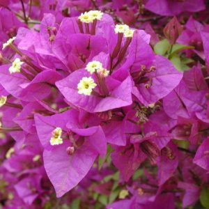 Spectabilis x glabra ‘Violet de mèze’