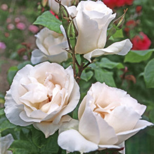 CATHERINE FROT ® Codanisa