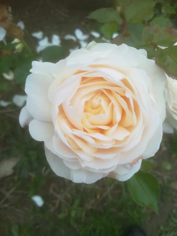 CLAIR DE LUNE ® ® simrémia
