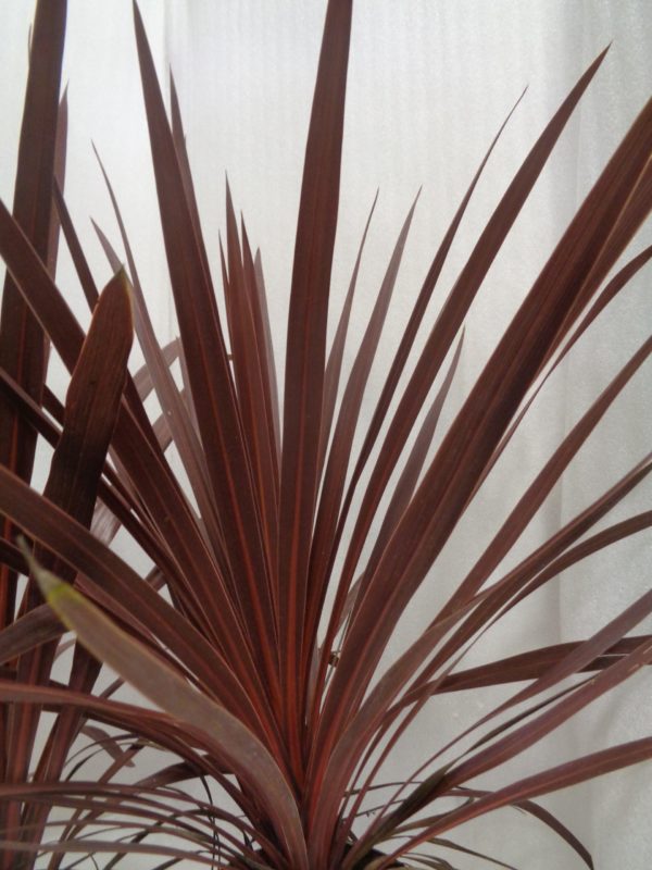 Australis 'Red Star'