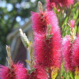 Viminalis Inferno ‘Yanferno’ ®