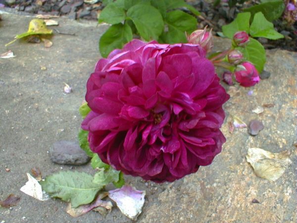 CARDINAL DE RICHELIEU