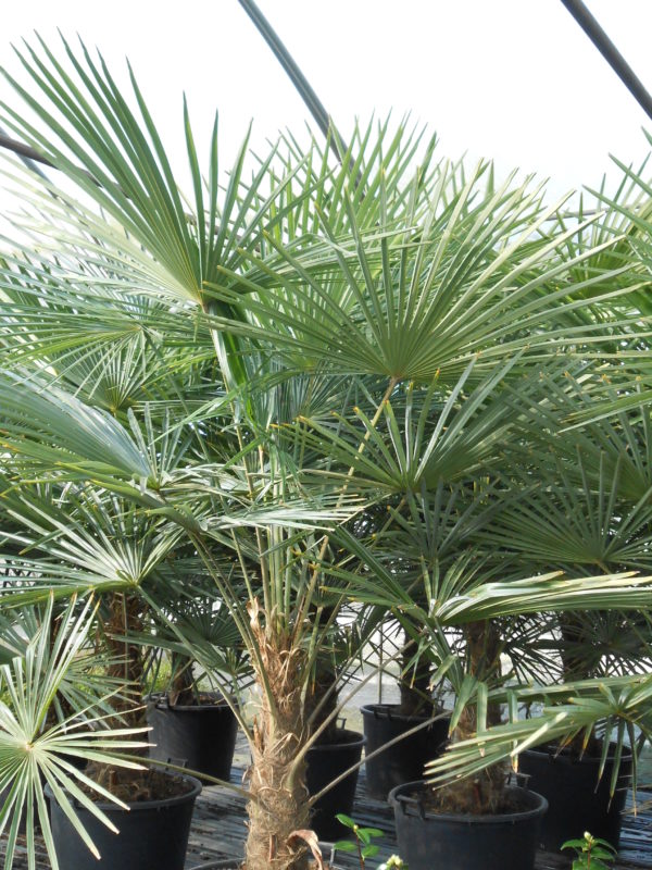 Excelsa